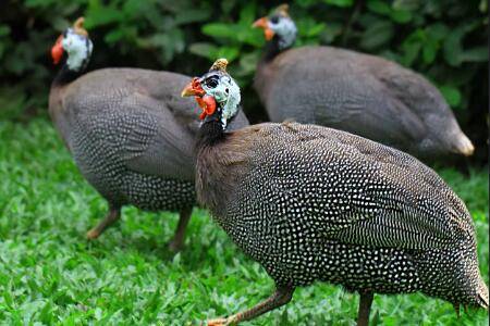 珍珠鸡孵化几天出壳_特禽养殖