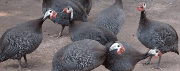 珍珠鸡孵化几天出壳_特禽养殖