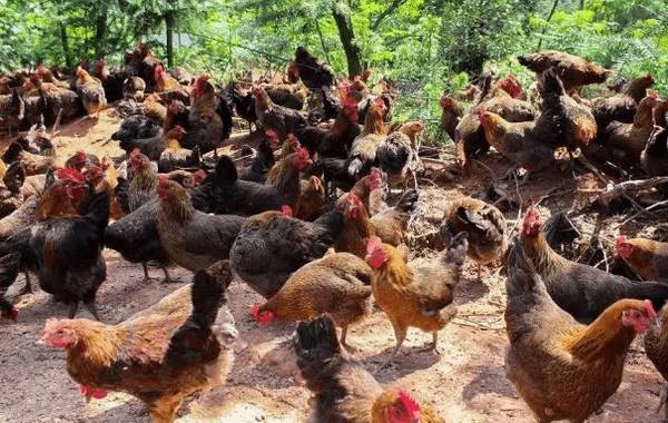 麻鸡养多少天出栏_养鸡