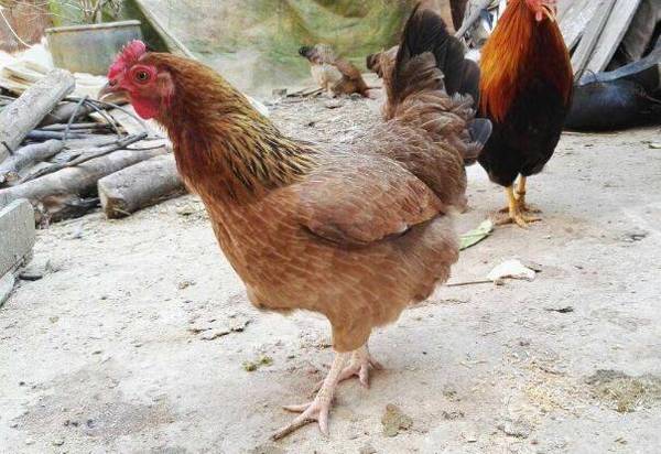 麻鸡养多少天出栏_养鸡