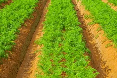 种萝卜后下大雨怎么办_蔬菜种植