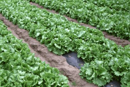 复合肥能不能兑水浇菜_农药肥料