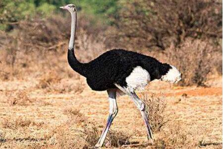 鸵鸟寿命多长?_养殖问答