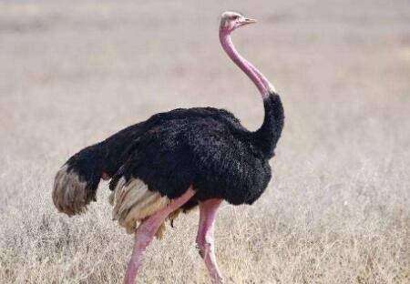 养鸵鸟需要办理哪些证件?_养殖问答