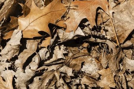 枯树叶埋土中多长时间腐熟_农药肥料