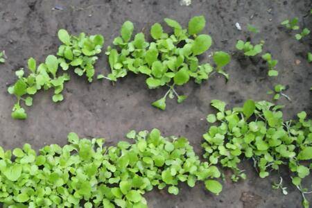 大白菜几天能出苗_蔬菜种植