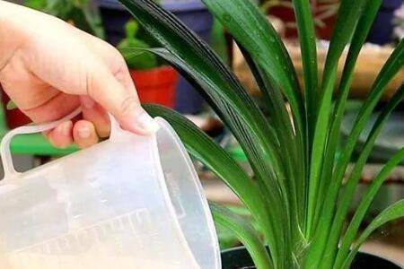 磷钾肥怎么正确浇花_农药肥料