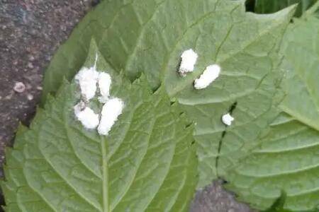 花上有白色小虫怎么办_花草种植