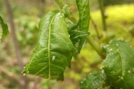 植株叶上长白色虫子怎么办_花草种植