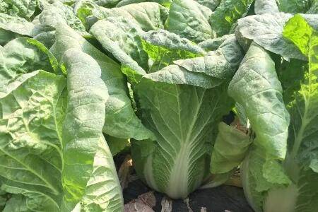 北方秋白菜什么时间种植_蔬菜种植