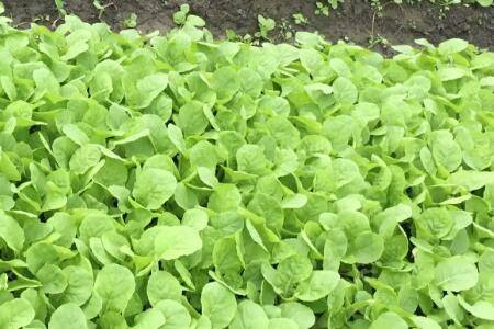 �ײ�����ô���Գ��ÿ�_�߲���ֲ