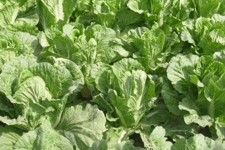 种完白菜下大雨能出苗吗,刚种完白菜需要浇水吗?_蔬菜种植