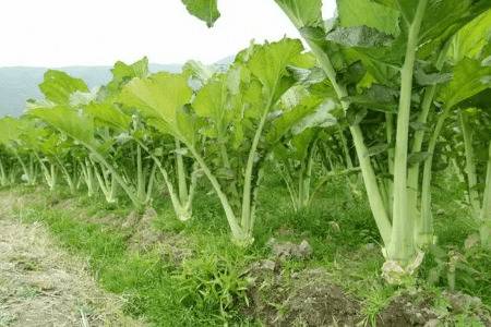 八月份怎么种芥菜_蔬菜种植