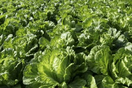 白菜一亩地能种多少棵_蔬菜种植