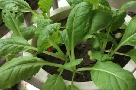 小白菜生虫子怎么办_蔬菜种植