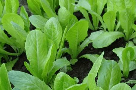 小白菜生虫子怎么办_蔬菜种植