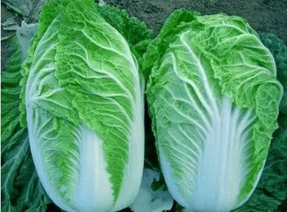 白菜品种有哪些,胶州大白菜和泰安白菜各有千秋_蔬菜种植