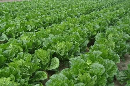 种植白菜的方法详解_蔬菜种植