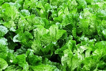 早春冷棚大白菜怎么种植_蔬菜种植