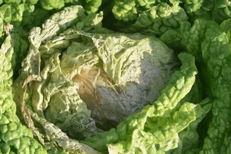 白菜软腐病症状及防治方法_蔬菜种植