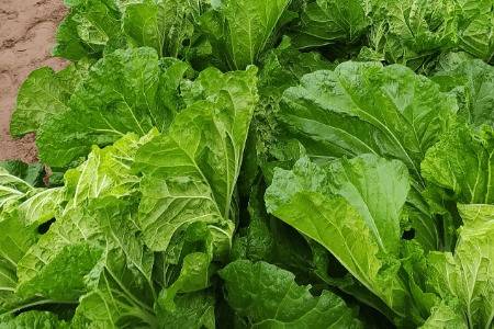 北方白菜怎么种植_蔬菜种植