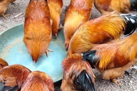 阉鸡有什么好处_养鸡