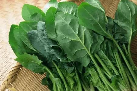 菠菜十一月能不能种_蔬菜种植