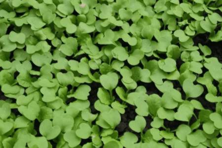 小白菜出芽后多久浇肥_蔬菜种植