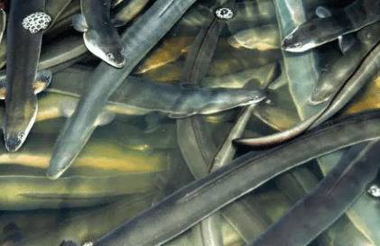 鳗鱼的生活习性有哪些_养鱼