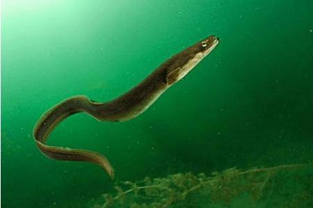 鳗鱼苗为什么不能人工繁殖_养鱼