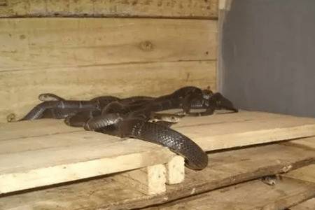 养蛇会不会臭_养蛇