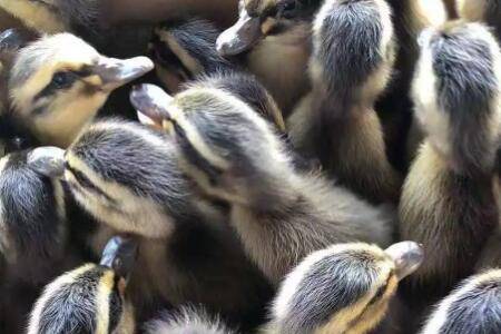 番鸭孵化的温度和湿度要求_养鸭