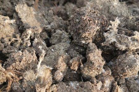 鸡粪埋在土中多长时间发酵_农药肥料