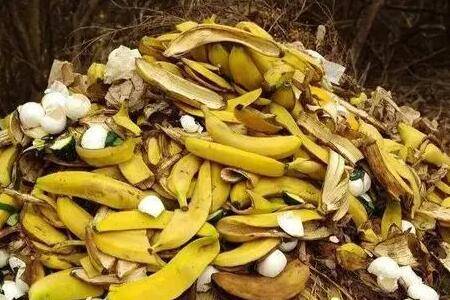 香蕉皮花肥可以种哪些花_农药肥料
