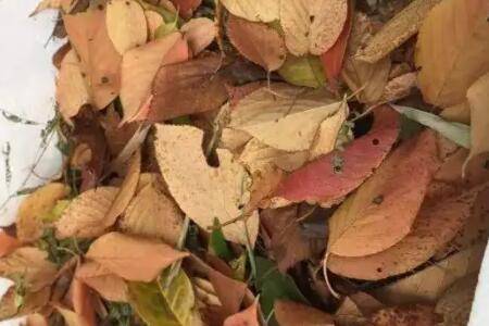 树叶怎么当肥料用_农药肥料