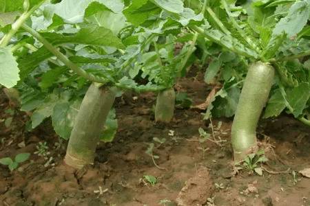 青萝卜几月份种植_蔬菜种植