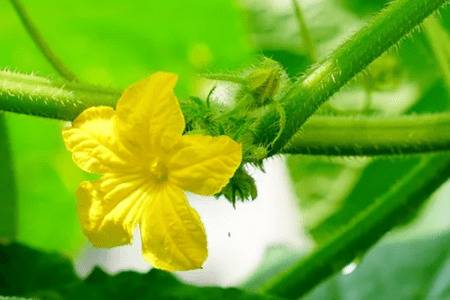 适合夏天种的瓜类蔬菜有哪些_蔬菜种植