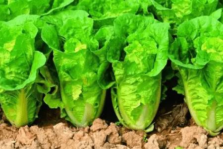 大白菜怎么移栽,选用优质白菜苗种并深耕土壤_蔬菜种植