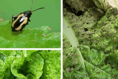 白菜长跳蚤虫什么原因_蔬菜种植