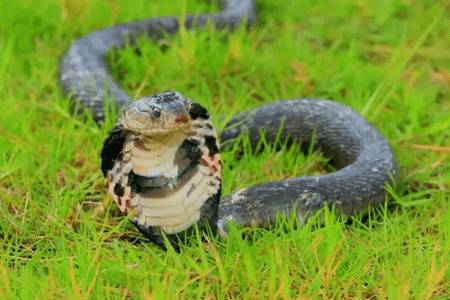 养蛇喂什么_养蛇