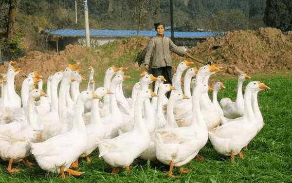 鹅舍建设的要求与条件_养鹅