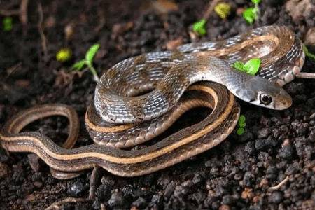 蛇怕什么东西_养蛇