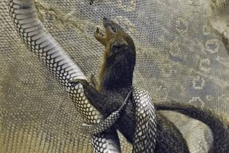 蛇的天敌有哪些_养蛇