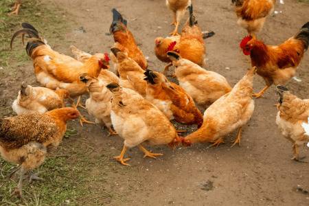 怎么让散养鸡晚上不扎堆_养鸡