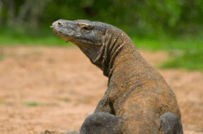 蛇害怕什么动物_养蛇