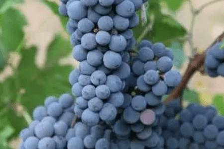 小葡萄品种有哪些_瓜果种植