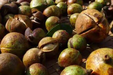 油茶茶壳做肥料有什么好处_农药肥料