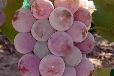 寒香蜜葡萄是什么品种_瓜果种植