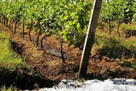 葡萄多长时间浇一次水_瓜果种植