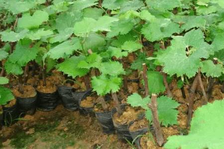 葡萄苗栽种的深度_瓜果种植